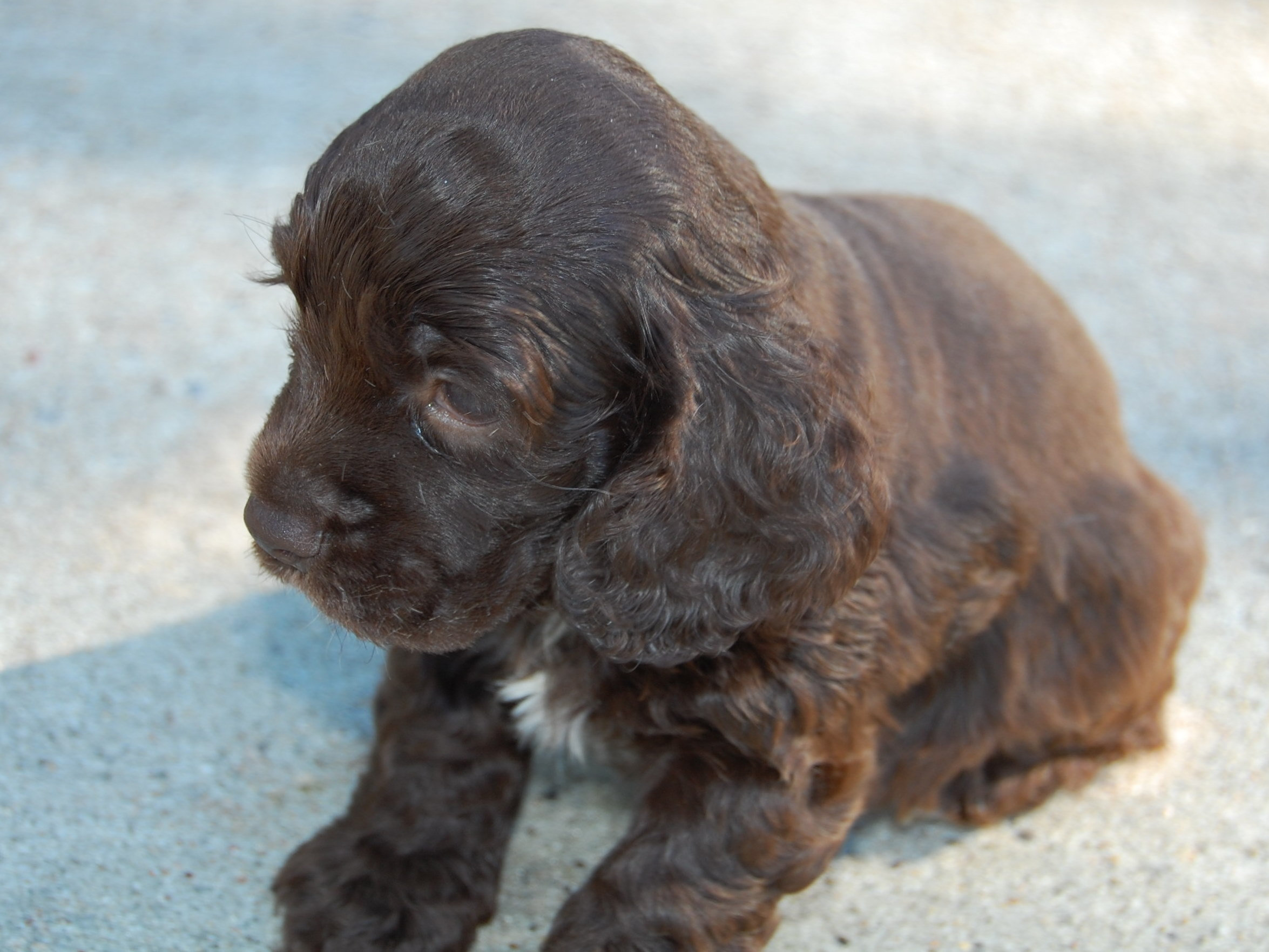 spaniel rescue