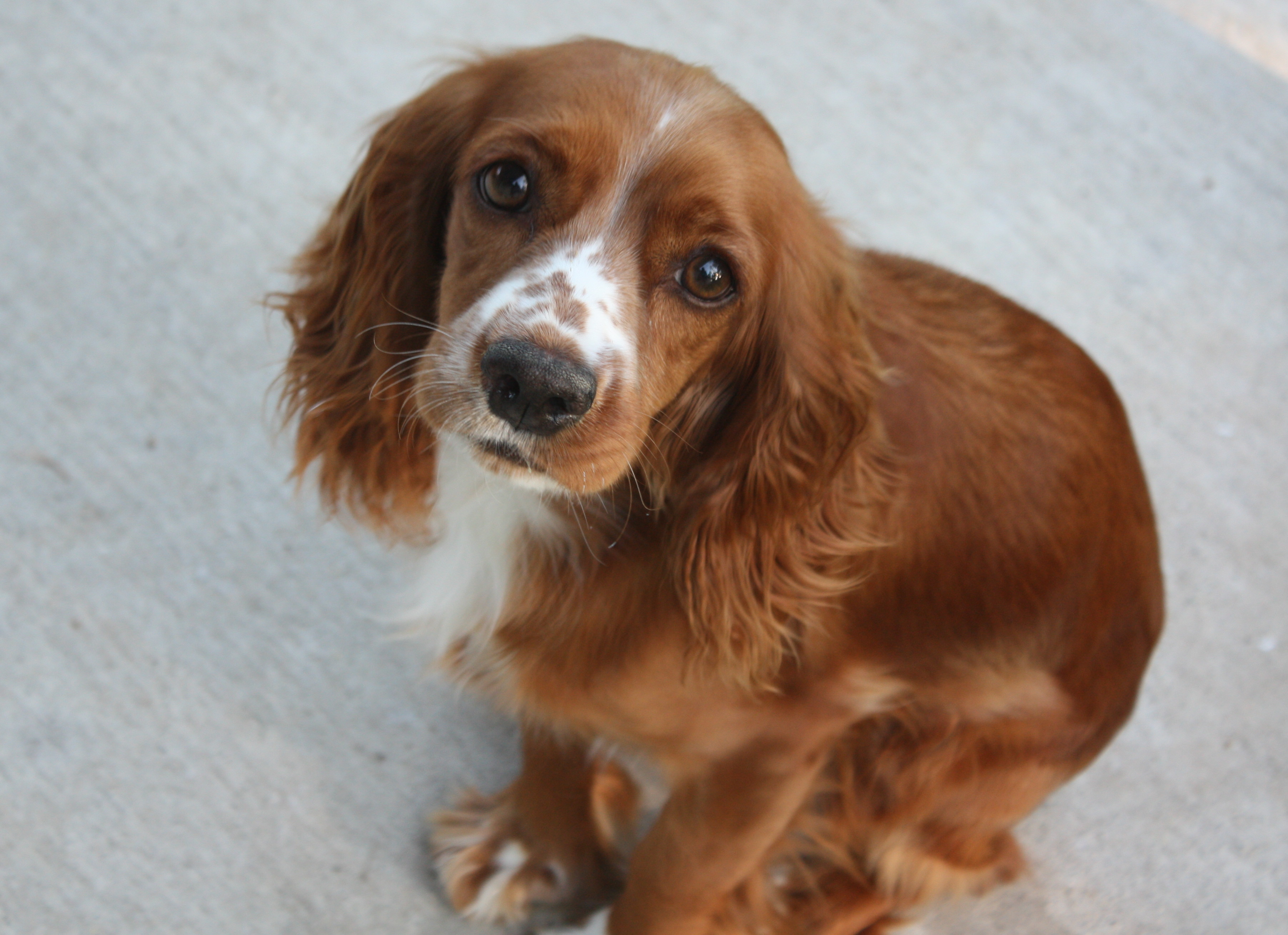 Bailey Houston Cocker Spaniel Rescue