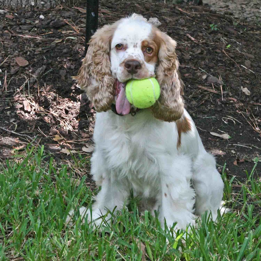 Adopted Cockers :: Page 70 :: Houston Cocker Spaniel Rescue