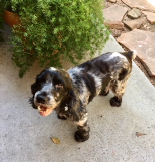 blue english cocker spaniel